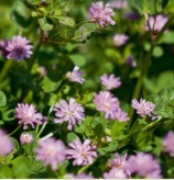 Ďatelina perzská, Trifolium resupinatum 100 g